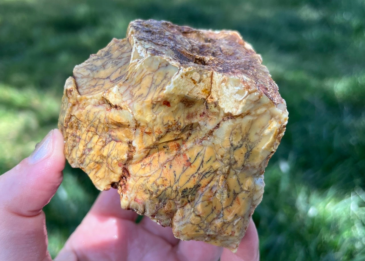 Australian Dendritic Opal Lapidary Rough Rock Specimen - Lucky Calico Gem & Jewelry Co.