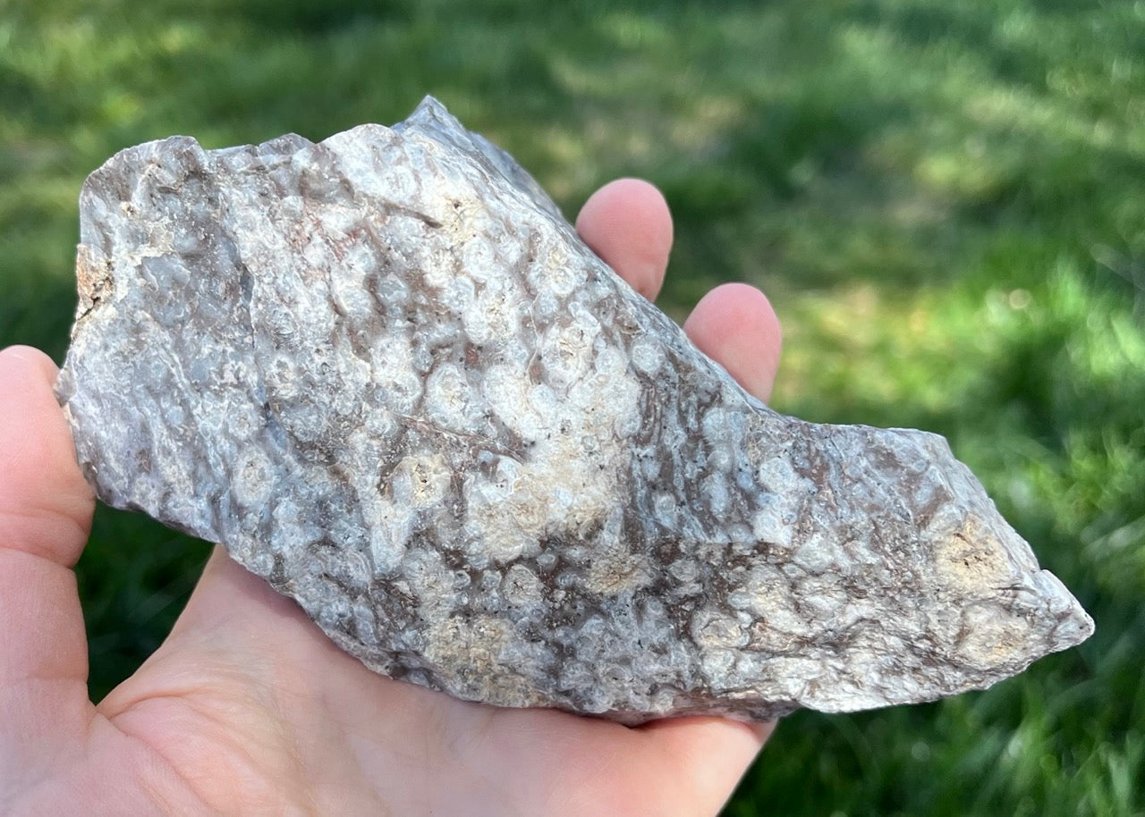 Bug's Eye Rhyolite Lapidary Rough Rock Specimen