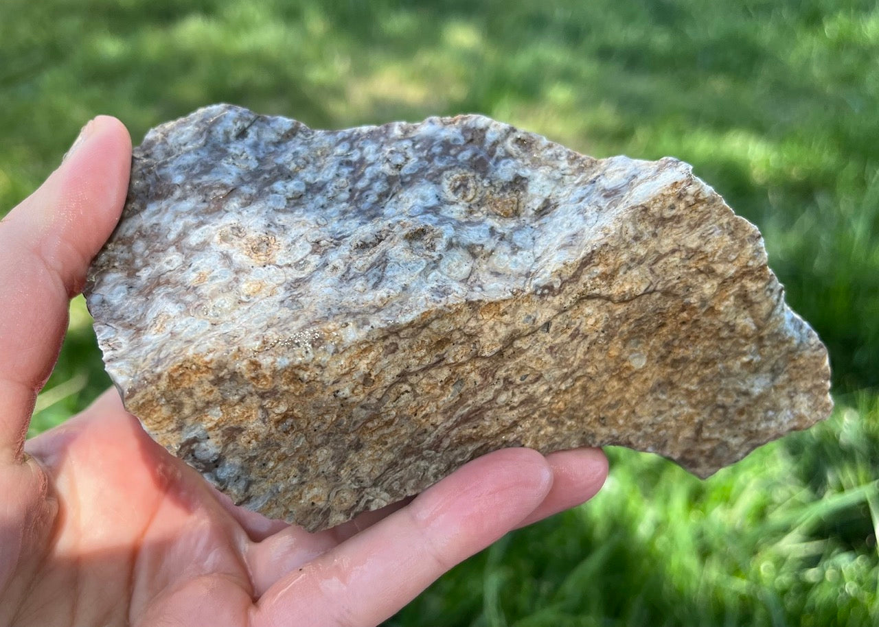 Bug's Eye Rhyolite Lapidary Rough Rock Specimen