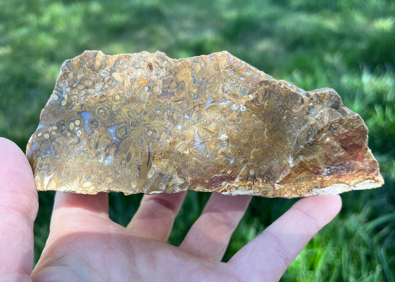 Indonesian Petrified Caddisfly Agate Fossil Lapidary Rough Rock Specimen