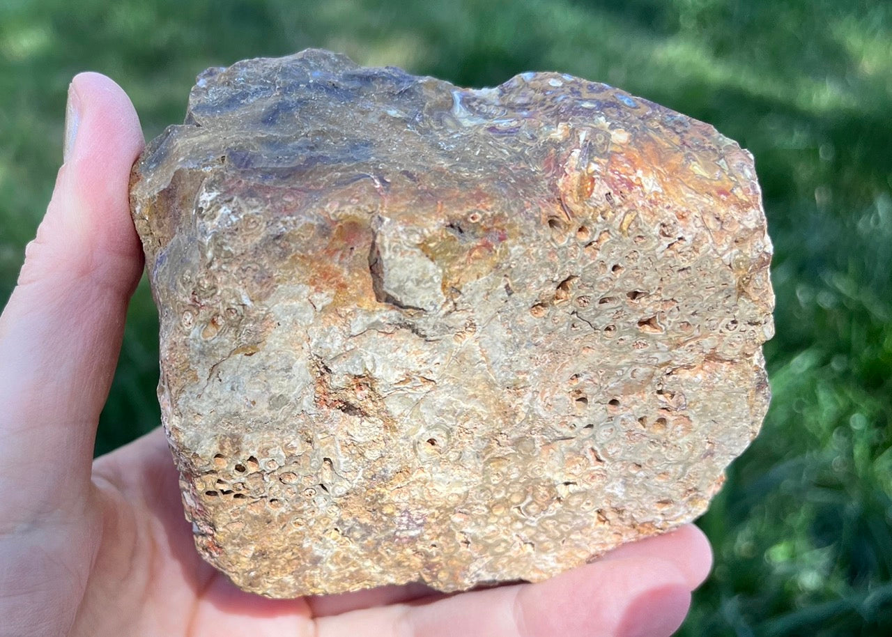 Indonesian Petrified Caddisfly Agate Fossil Lapidary Rough Rock Specimen