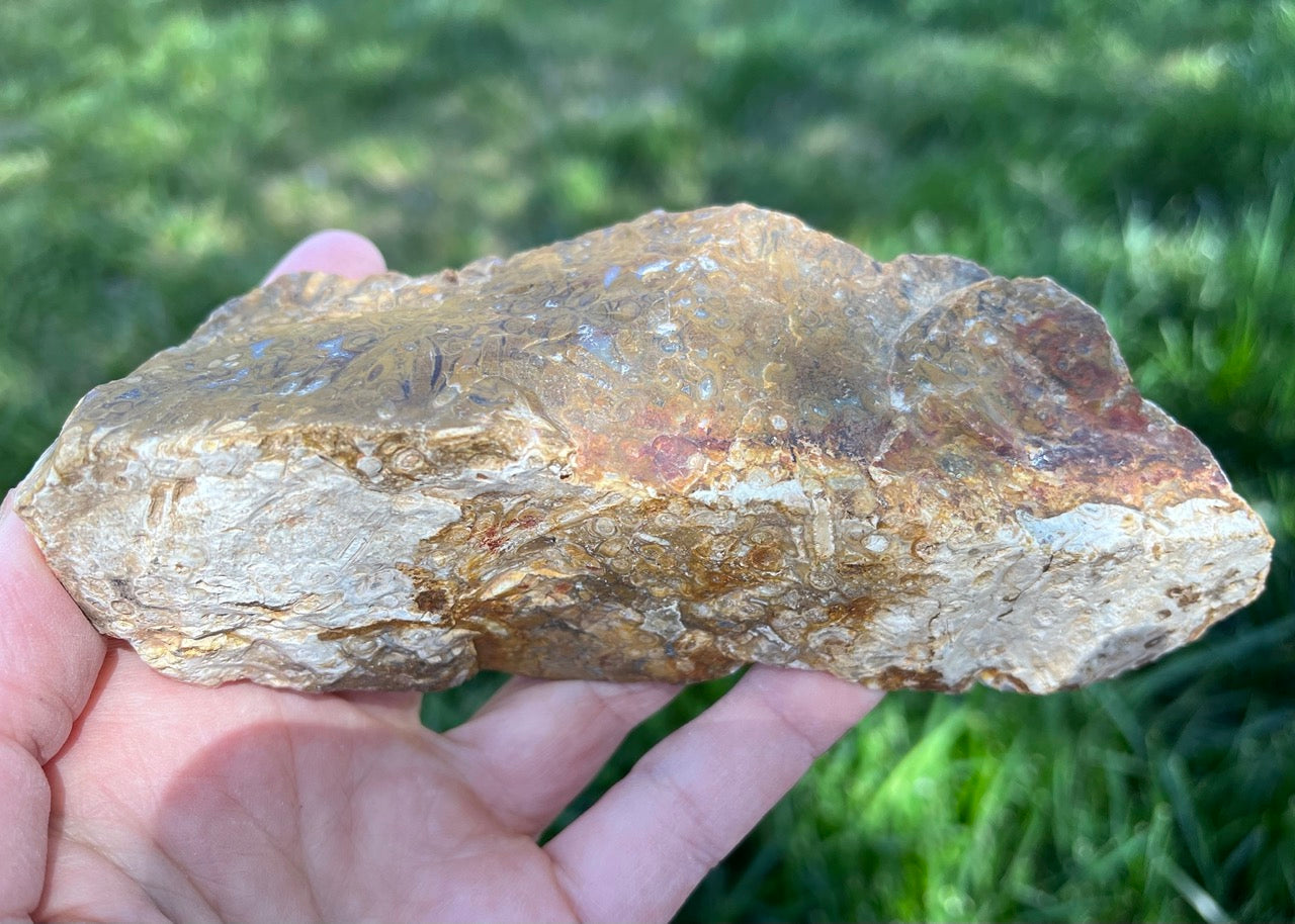 Indonesian Petrified Caddisfly Agate Fossil Lapidary Rough Rock Specimen