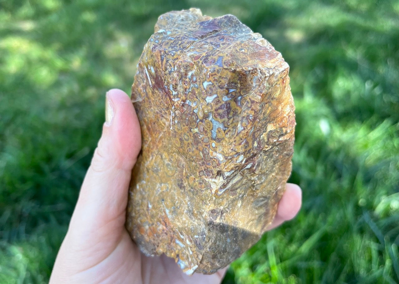 Indonesian Petrified Caddisfly Agate Fossil Lapidary Rough Rock Specimen