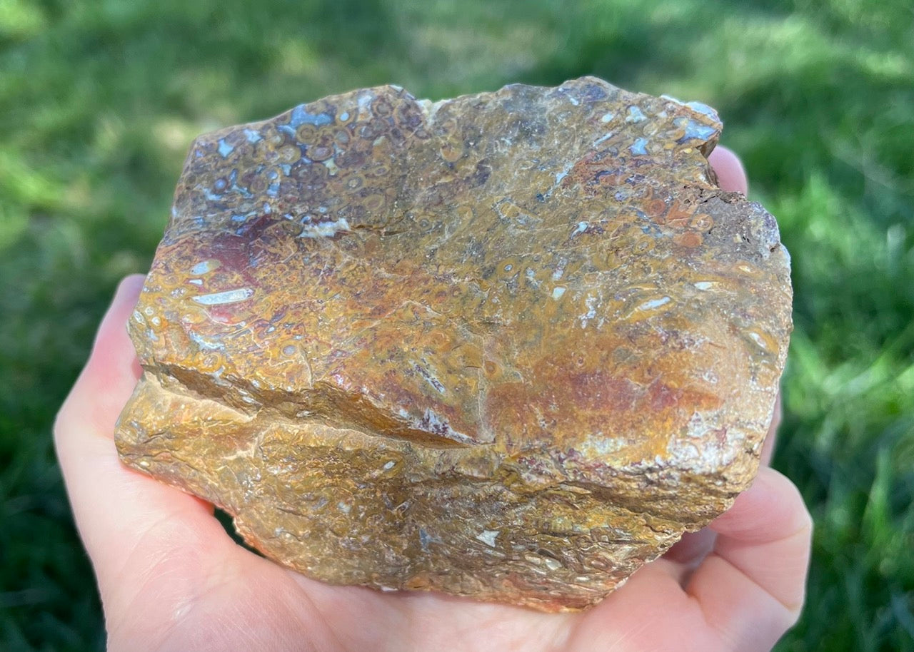 Indonesian Petrified Caddisfly Agate Fossil Lapidary Rough Rock Specimen