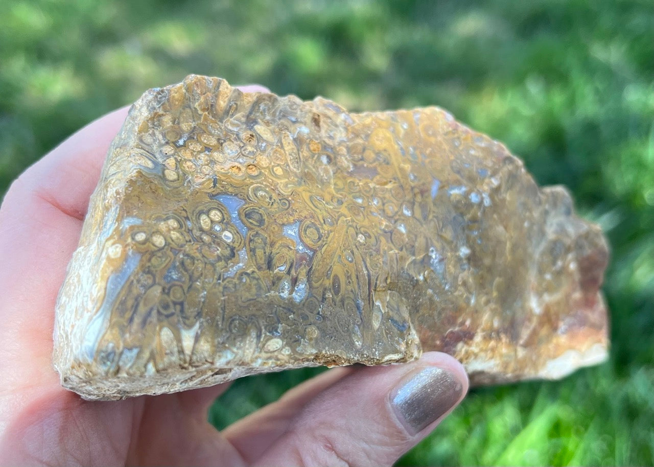 Indonesian Petrified Caddisfly Agate Fossil Lapidary Rough Rock Specimen