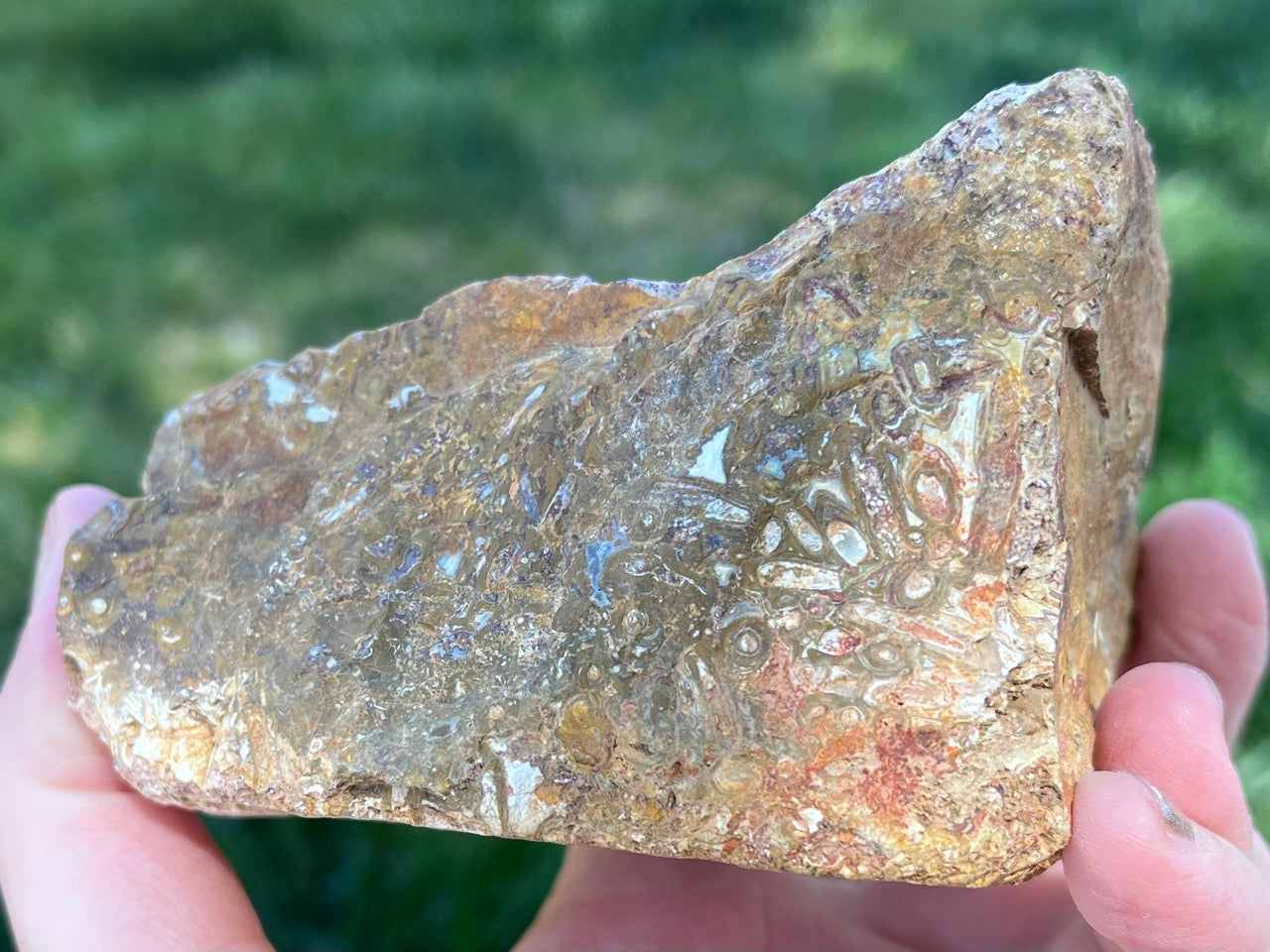 Indonesian Petrified Caddisfly Agate Fossil Lapidary Rough Rock Specimen