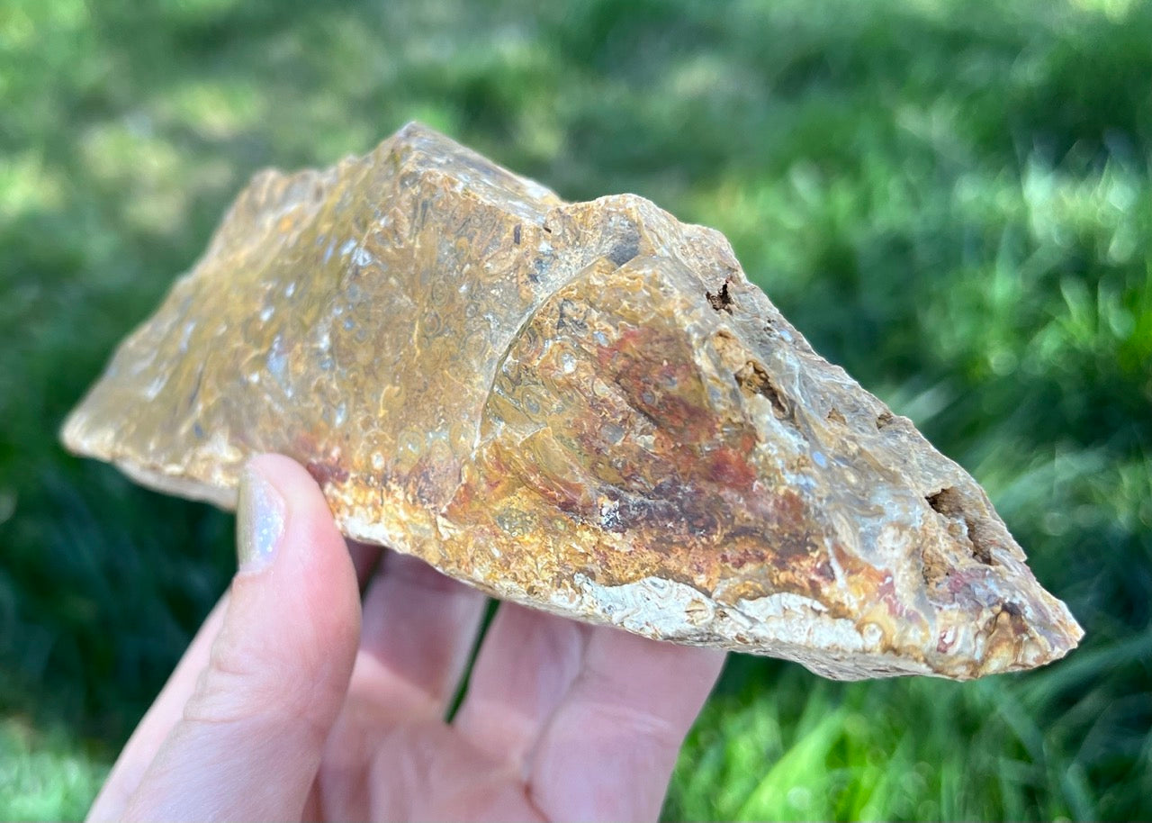 Indonesian Petrified Caddisfly Agate Fossil Lapidary Rough Rock Specimen