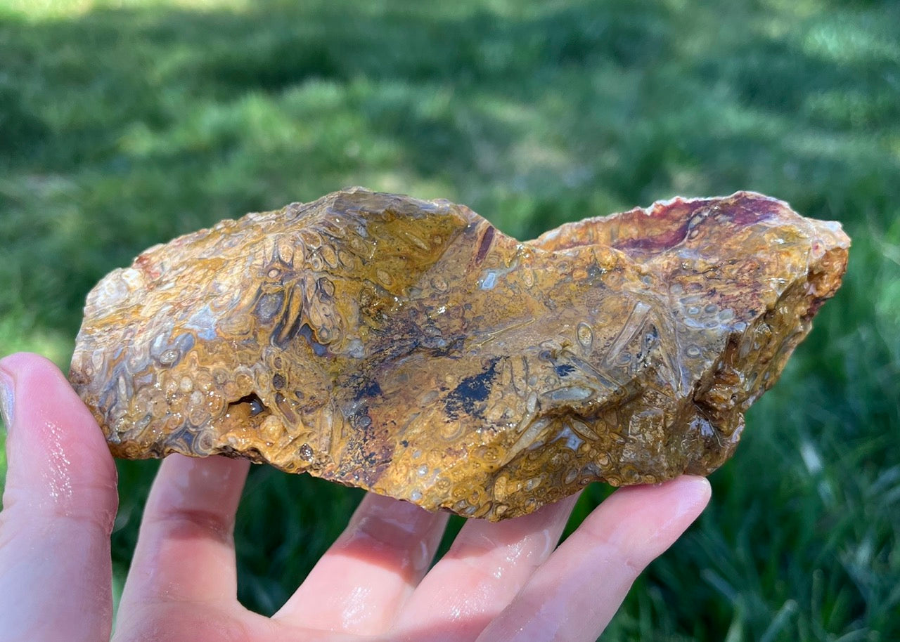 Indonesian Petrified Caddisfly Agate Fossil Lapidary Rough Rock Specimen