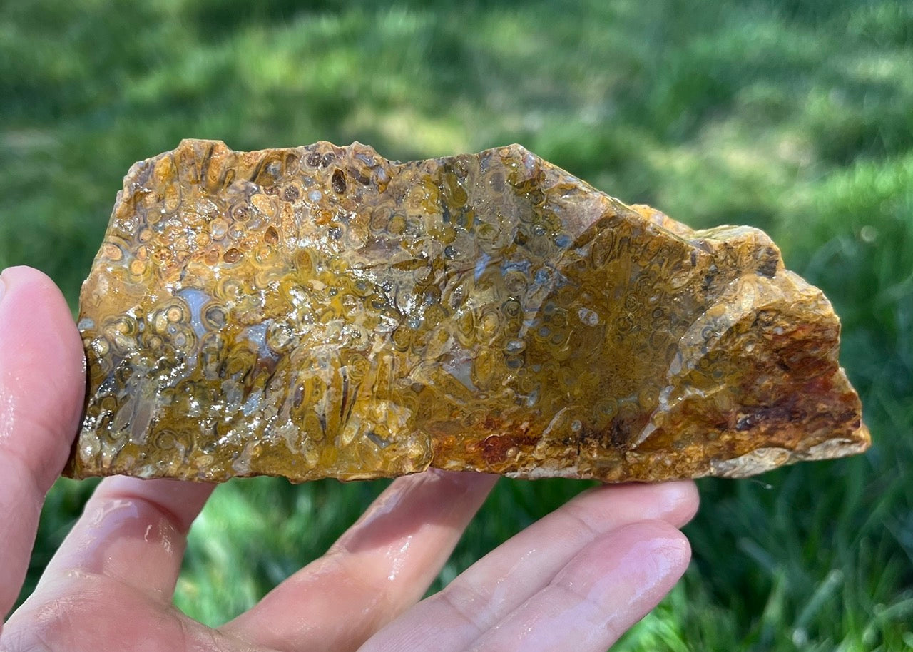 Fossilized Caddisfly Agate Lapidary Rough Rock Specimen