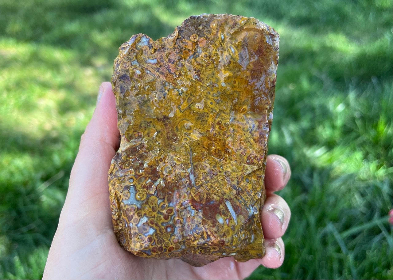 Fossilized Caddisfly Agate Lapidary Rough Rock Specimen