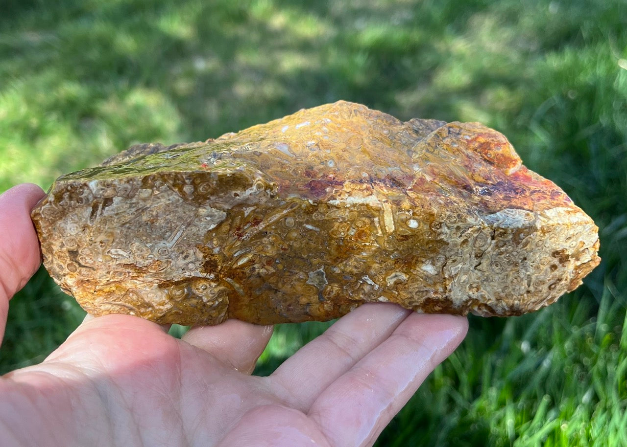 Indonesian Petrified Caddisfly Agate Fossil Lapidary Rough Rock Specimen