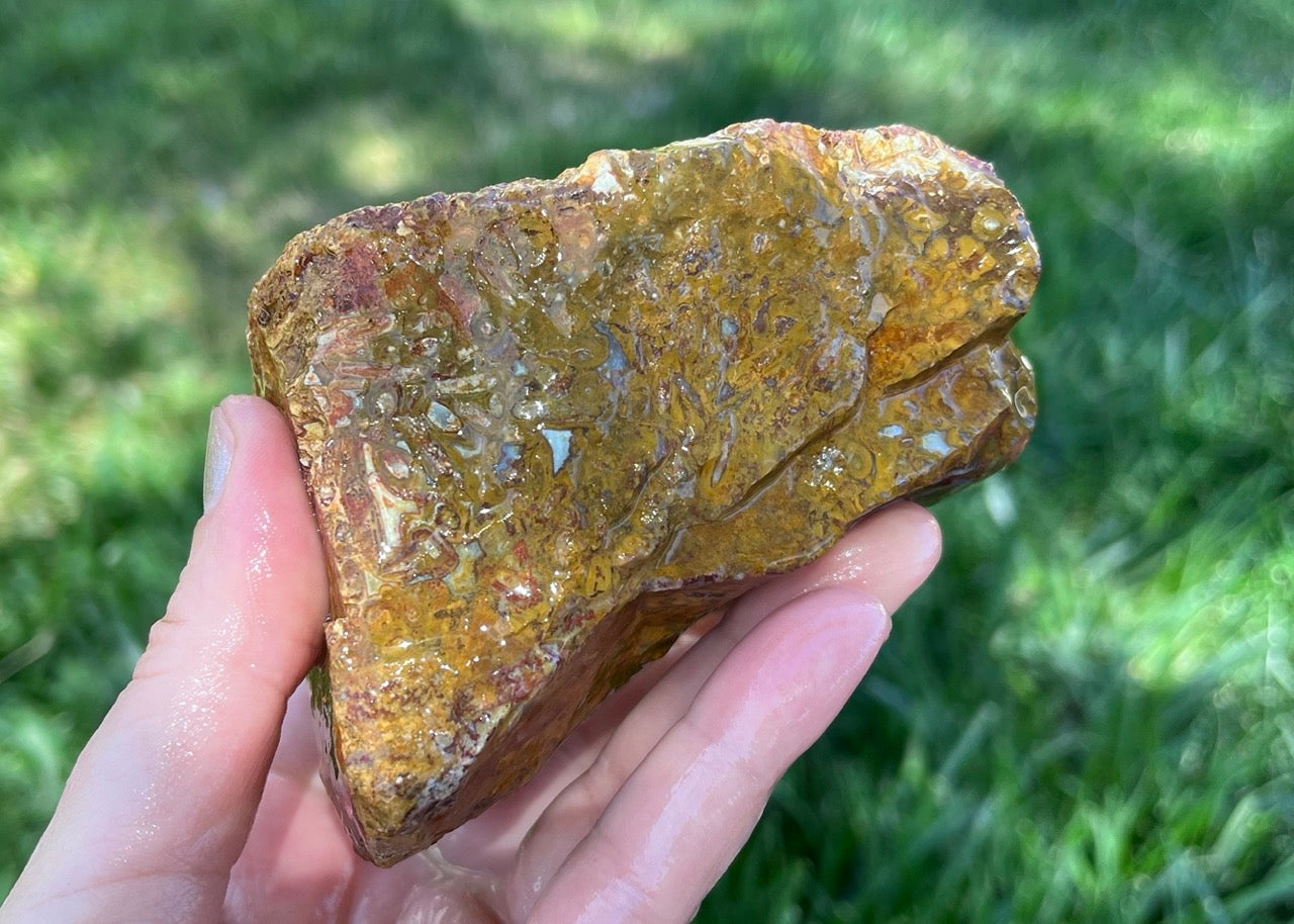 Indonesian Petrified Caddisfly Agate Fossil Lapidary Rough Rock Specimen