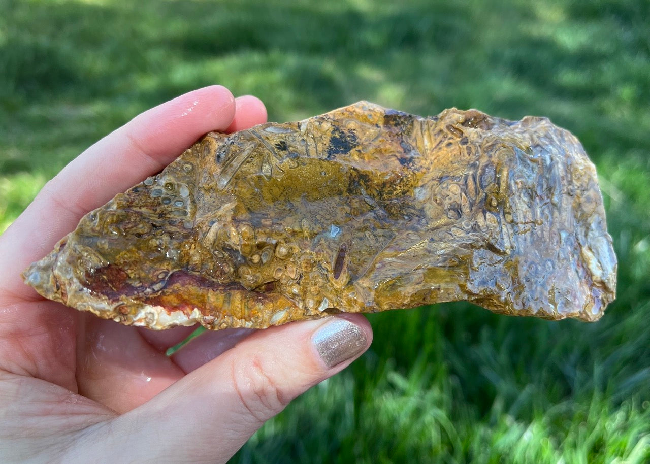 Fossilized Caddisfly Agate Lapidary Rough Rock Specimen