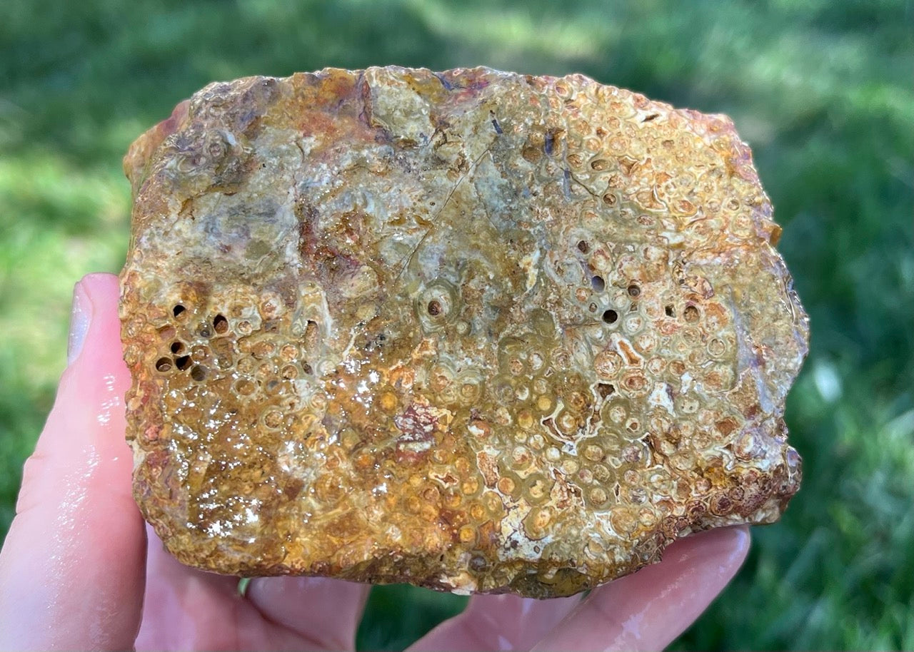 Indonesian Petrified Caddisfly Agate Fossil Lapidary Rough Rock Specimen