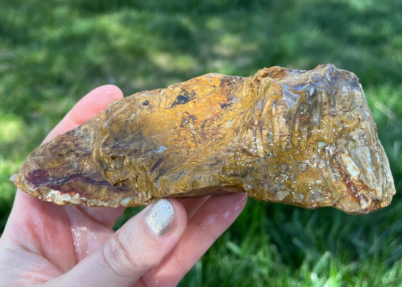 Indonesian Petrified Caddisfly Agate Fossil Lapidary Rough Rock Specimen