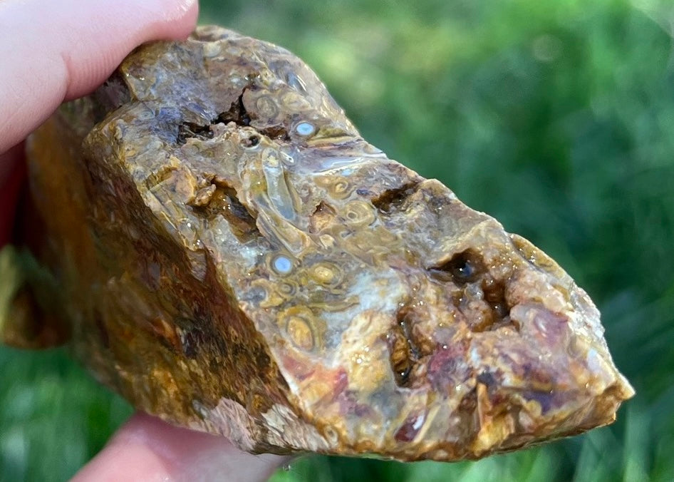Indonesian Petrified Caddisfly Agate Fossil Lapidary Rough Rock Specimen