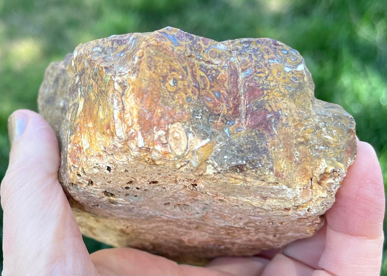 Indonesian Petrified Caddisfly Agate Fossil Lapidary Rough Rock Specimen
