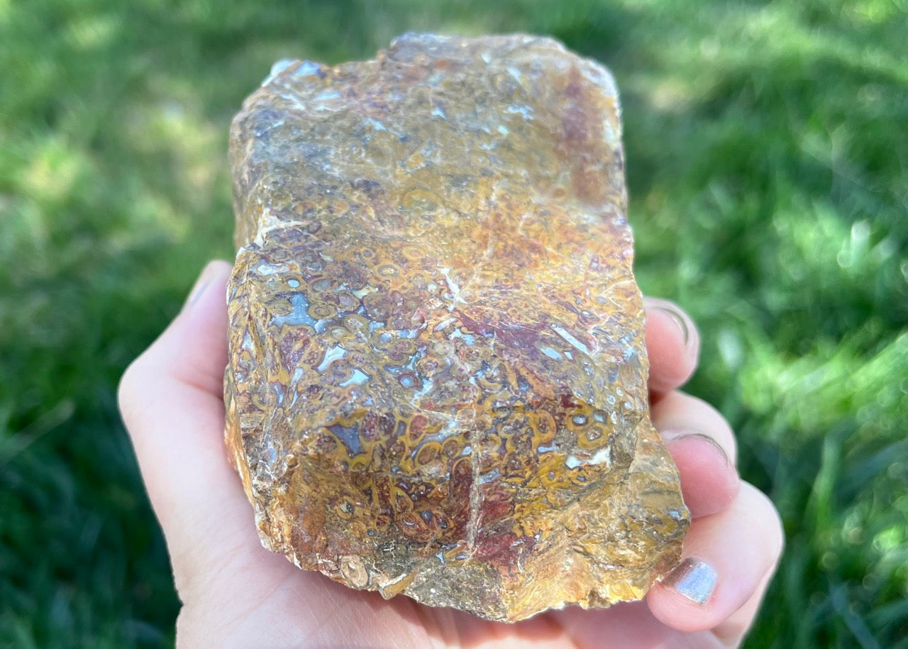 Indonesian Petrified Caddisfly Agate Fossil Lapidary Rough Rock Specimen