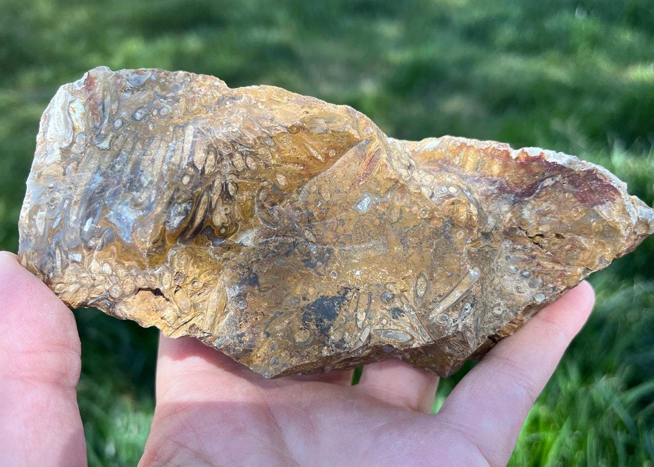 Indonesian Petrified Caddisfly Agate Fossil Lapidary Rough Rock Specimen