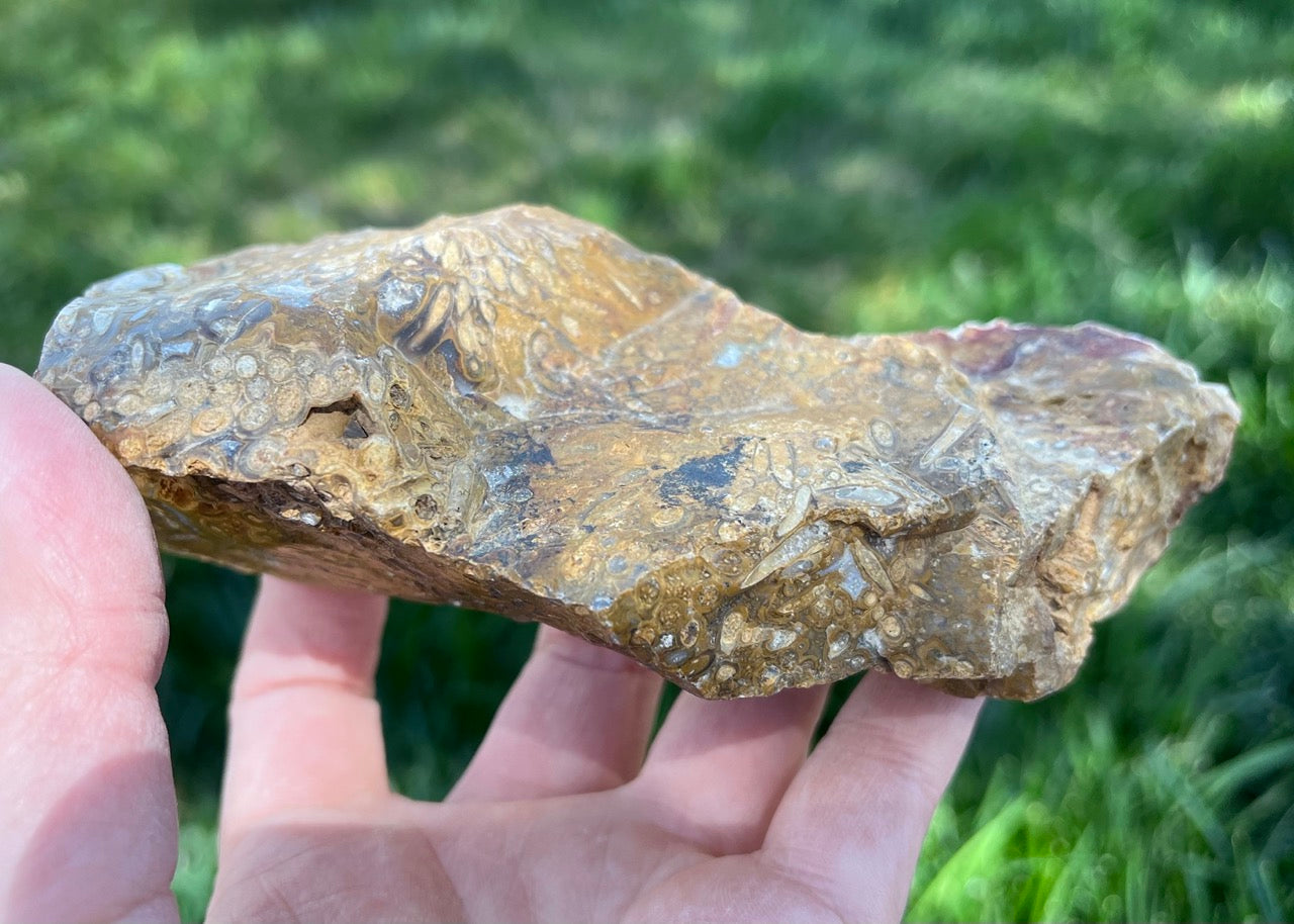 Indonesian Petrified Caddisfly Agate Fossil Lapidary Rough Rock Specimen