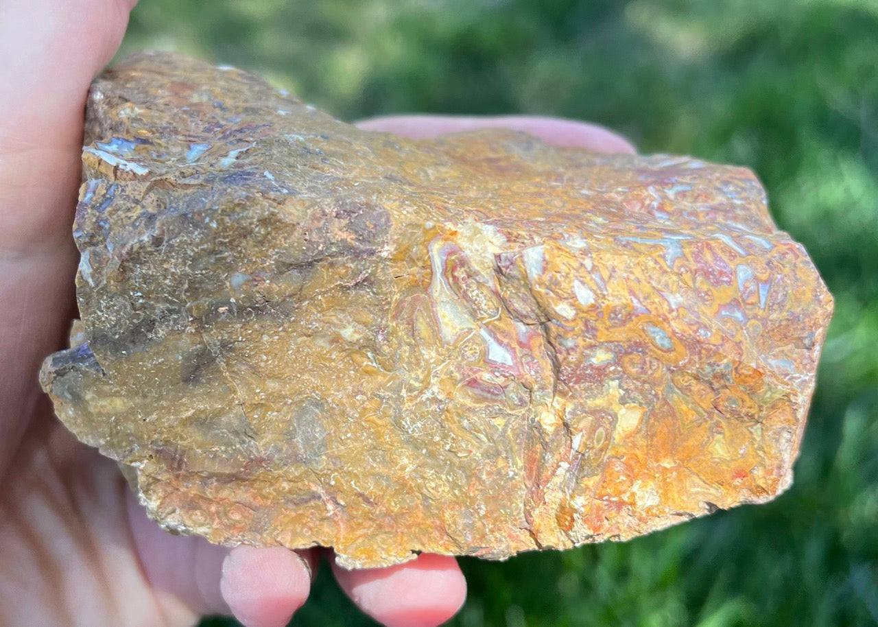 Indonesian Petrified Caddisfly Agate Fossil Lapidary Rough Rock Specimen