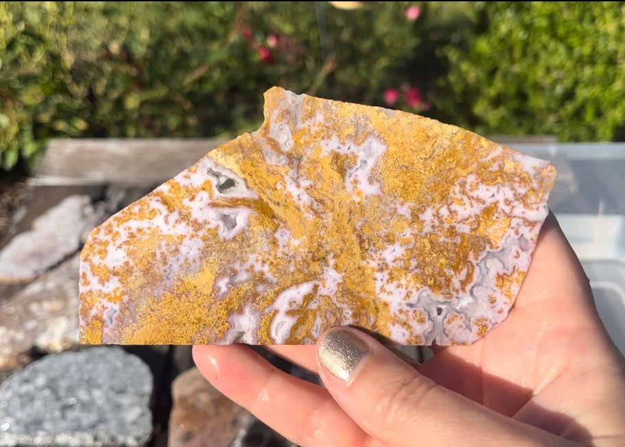 Rare Mexican Calico Lace Agate Lapidary Rock Slab