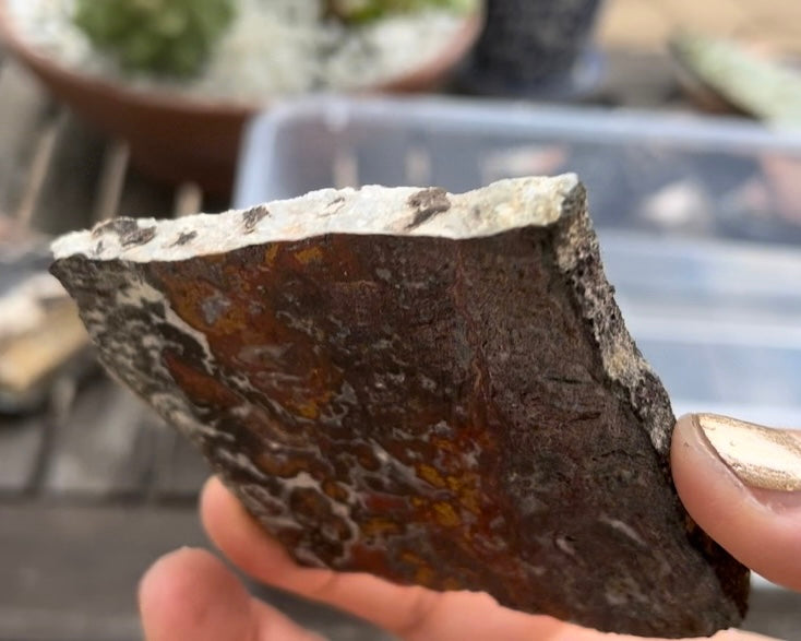Moroccan Cruentes Blood Agate Lapidary Rock Slab