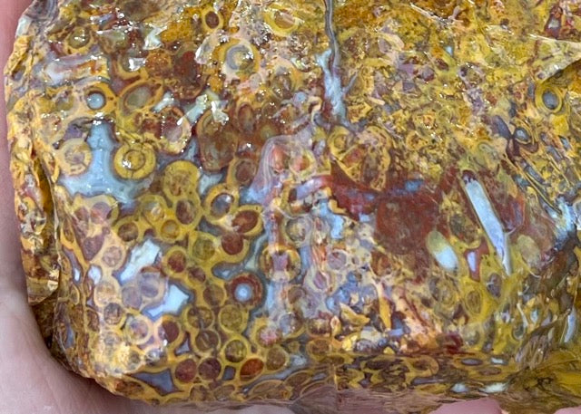 Indonesian Petrified Caddisfly Agate Fossil Lapidary Rough Rock Specimen