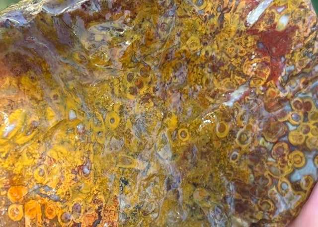 Indonesian Petrified Caddisfly Agate Fossil Lapidary Rough Rock Specimen