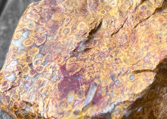 Indonesian Petrified Caddisfly Agate Fossil Lapidary Rough Rock Specimen