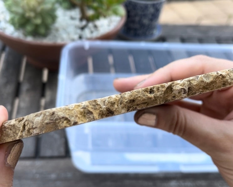 Petrified Stromatolite Fossil Lapidary Rock Slab - Fossilized Algae