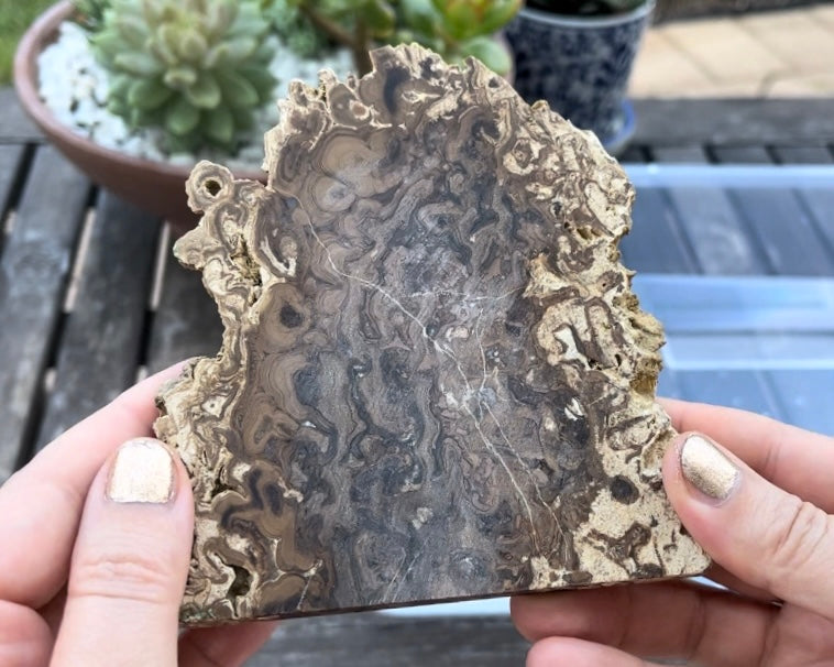 Petrified Stromatolite Fossil Lapidary Rock Slab - Fossilized Algae