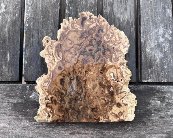 Petrified Stromatolite Fossil Lapidary Rock Slab - Fossilized Algae