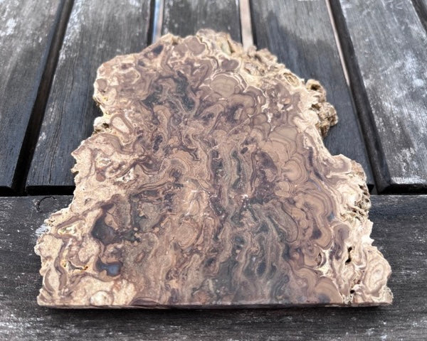 Petrified Stromatolite Fossil Lapidary Rock Slab - Fossilized Algae