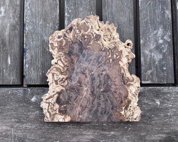 Petrified Stromatolite Fossil Lapidary Rock Slab - Fossilized Algae