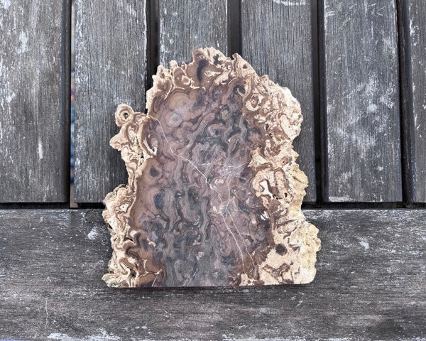 Fossilized Stromatolite Slab