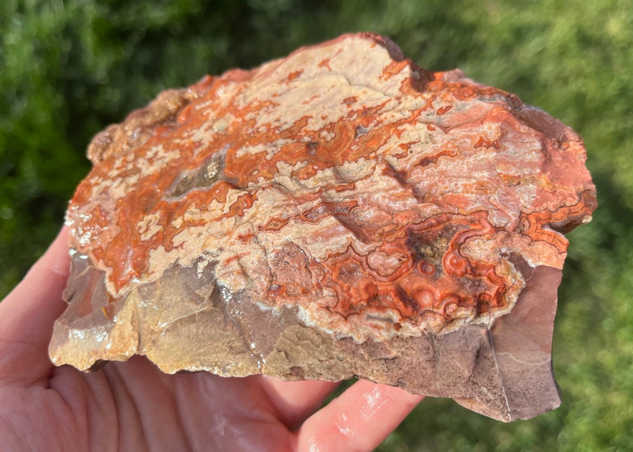 Montana Dryhead Agate Lapidary Rough Rock Crystal Specimen - Lucky Calico Gem & Jewelry Co.