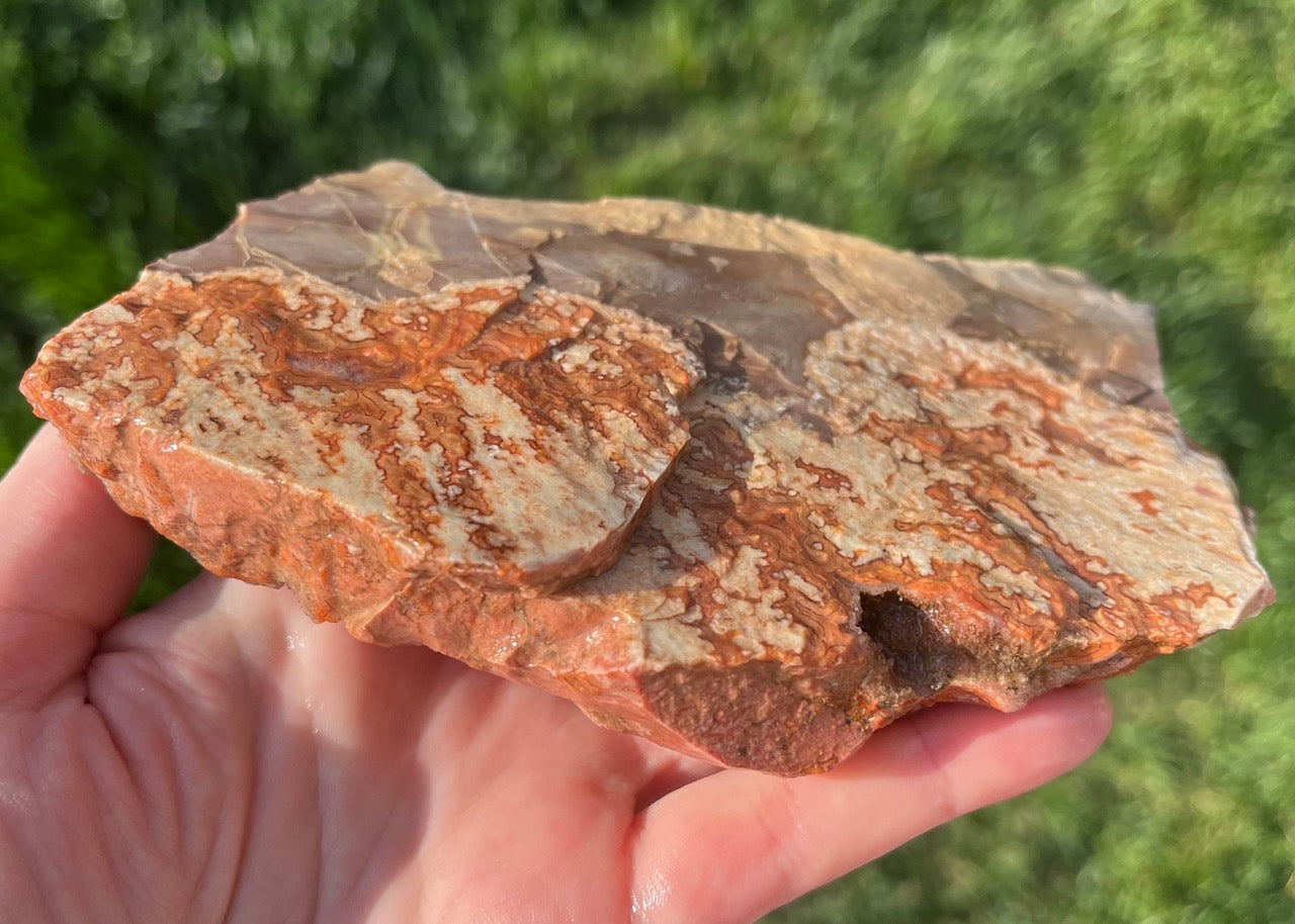 Montana Dryhead Agate Lapidary Rough Rock Crystal Specimen - Lucky Calico Gem & Jewelry Co.