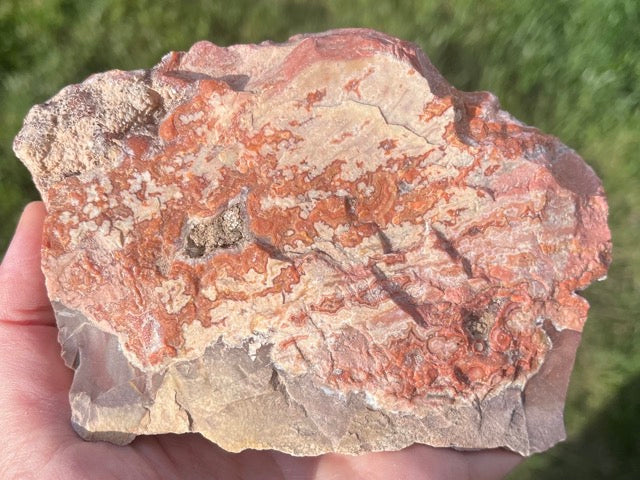 Montana Dryhead Agate Lapidary Rough Rock Crystal Specimen - Lucky Calico Gem & Jewelry Co.