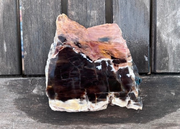 Petrified Opalized Wood Lapidary Rock Slab - Lucky Calico Gem & Jewelry Co.