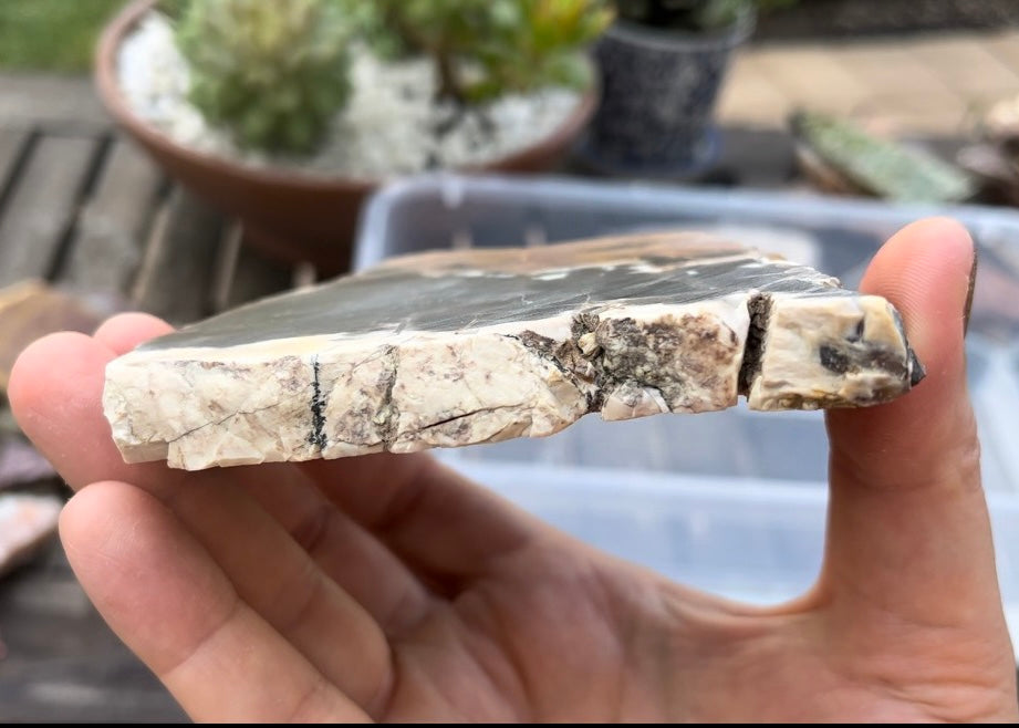 Petrified Opalized Wood Lapidary Rock Slab - Lucky Calico Gem & Jewelry Co.