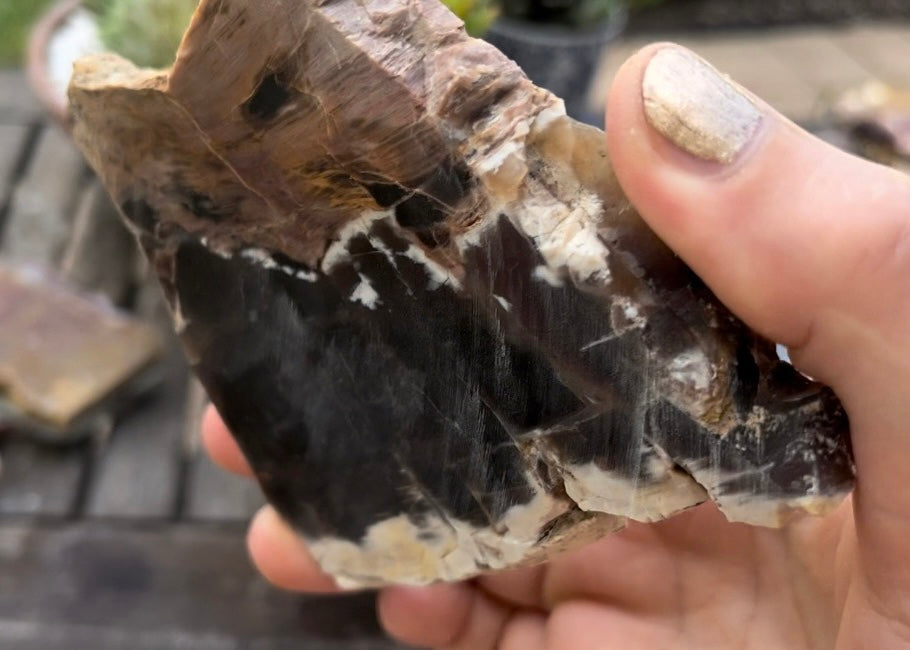 Petrified Opalized Wood Lapidary Rock Slab - Lucky Calico Gem & Jewelry Co.