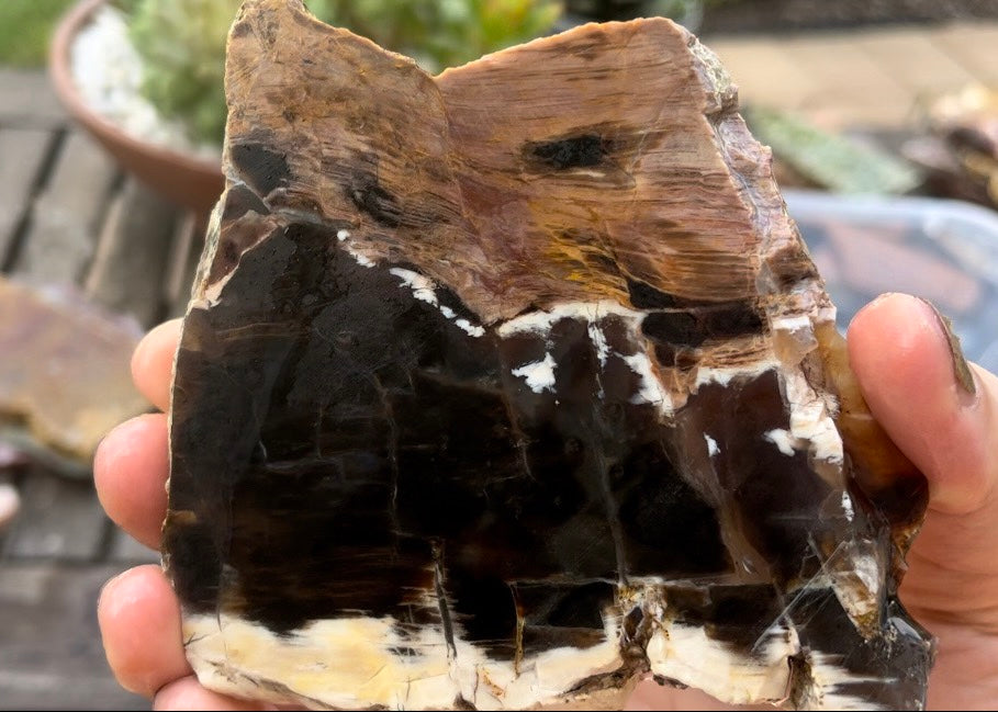 Petrified Opalized Wood Lapidary Rock Slab - Lucky Calico Gem & Jewelry Co.