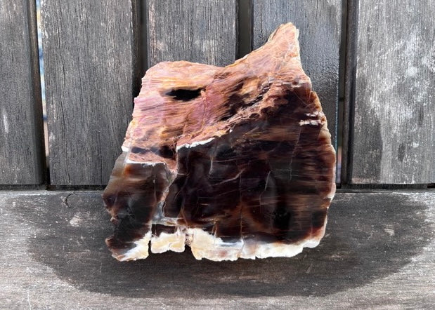 Petrified Opalized Wood Lapidary Rock Slab - Lucky Calico Gem & Jewelry Co.