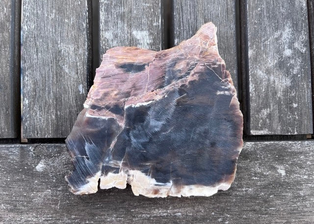 Petrified Opalized Wood Lapidary Rock Slab - Lucky Calico Gem & Jewelry Co.