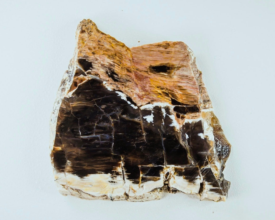Petrified Opalized Wood Lapidary Rock Slab - Lucky Calico Gem & Jewelry Co.