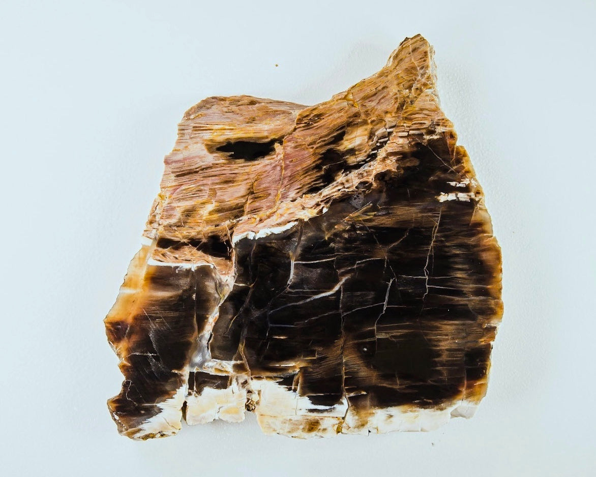 Petrified Opalized Wood Lapidary Rock Slab - Lucky Calico Gem & Jewelry Co.