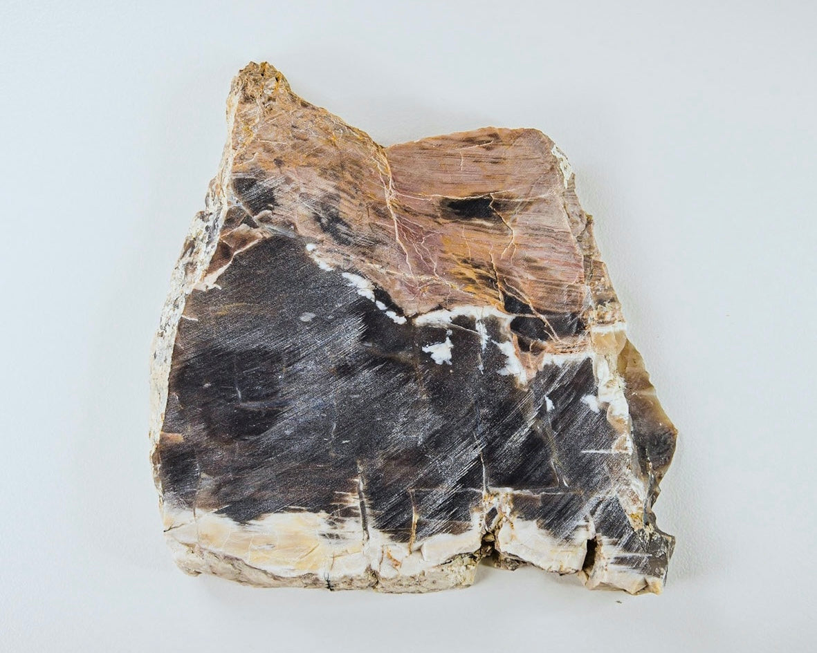 Petrified Opalized Wood Lapidary Rock Slab - Lucky Calico Gem & Jewelry Co.