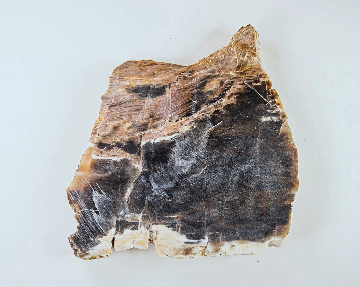 Petrified Opalized Wood Lapidary Rock Slab - Lucky Calico Gem & Jewelry Co.