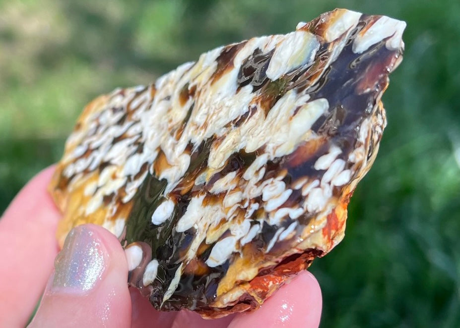Australian Petrified Peanut Wood Lapidary Rough Rock Specimen - Lucky Calico Gem & Jewelry Co.